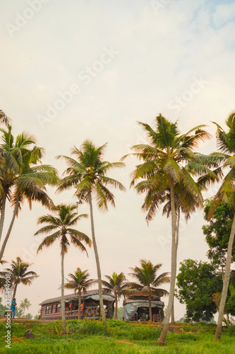 lake side coconut trees  an evening view in Kerala 