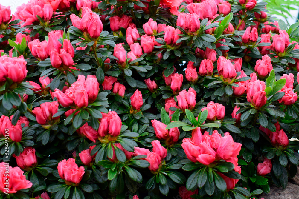 Beautiful Rhododendrons blossom spring flower with green leaves under sunlight and nature background in sunshine day, good weather at spring or summer season. Beautiful Rhododendrons blossom spring flower with green leaves under sunlight and nature background in sunshine day, good weather at spring or summer season.