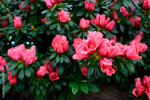 Beautiful Rhododendrons blossom spring flower with green leaves under sunlight and nature background in sunshine day  good weather at spring or summer season.