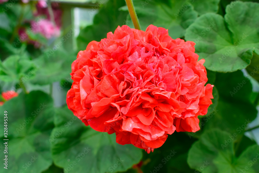 Beautiful of  red Geranium flowers with green leaves under sunlight in the garden on natural background at spring or summer season. Nature concept.