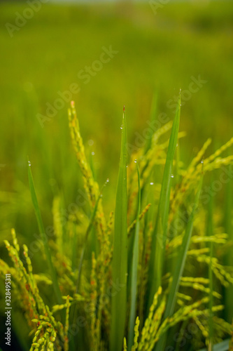 close up of yellow green rice field © Niks Ads