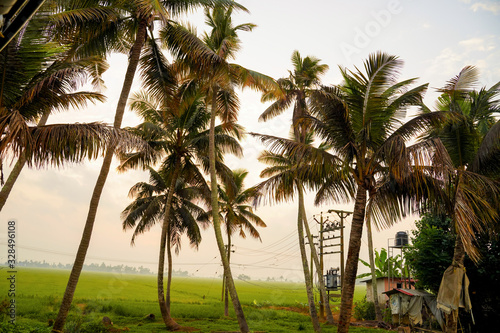 lake side coconut trees  an evening view in Kerala 