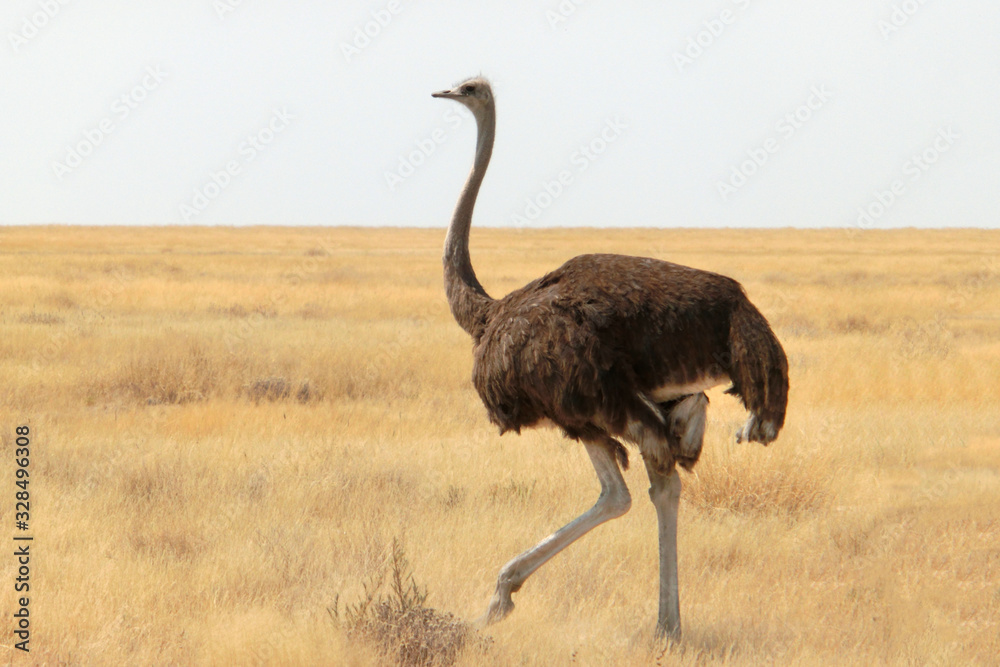 Fototapeta premium Struthio camelus australis
