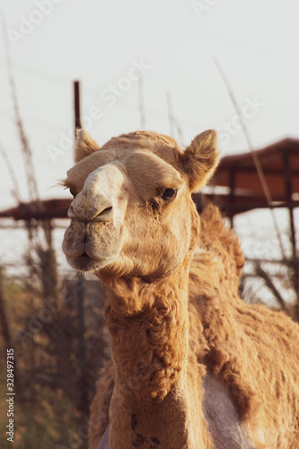 Close-up of a desert dromedary camel with staring expression in Middle East in the United Arab Emirates with a look at the hairy detail. Dromedary camel (Camelus dromedarius