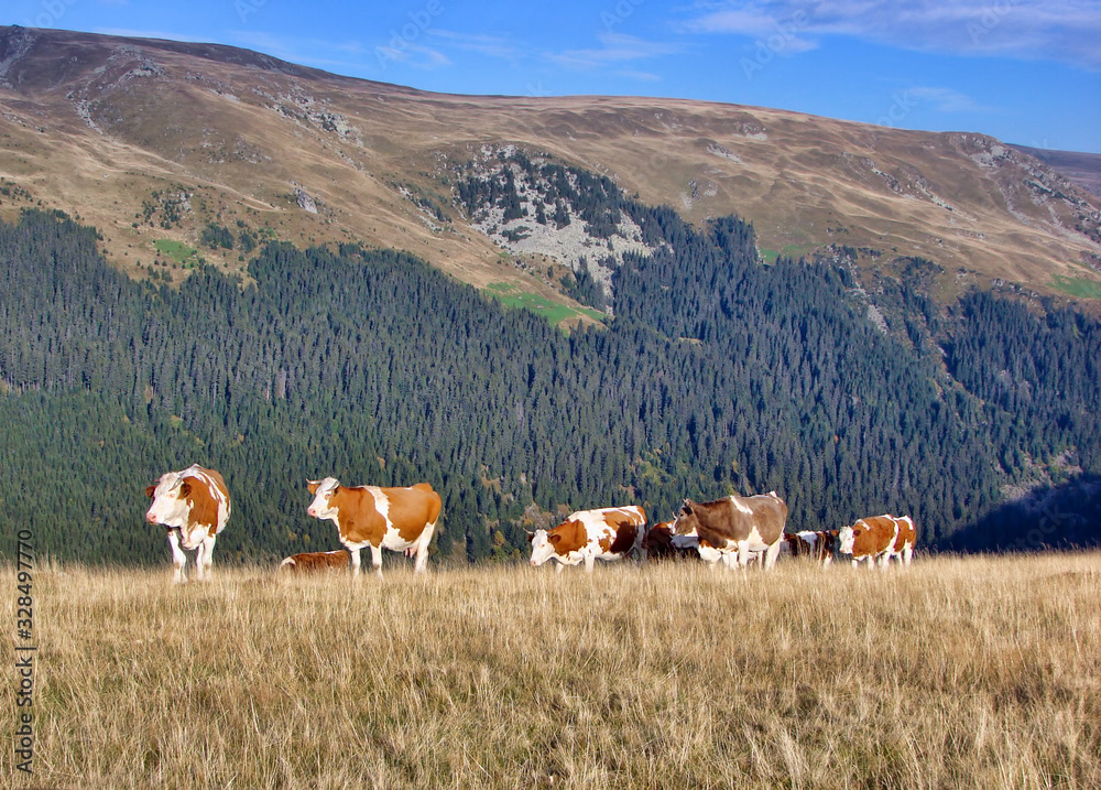 Fototapeta premium Cows climb on the mountain