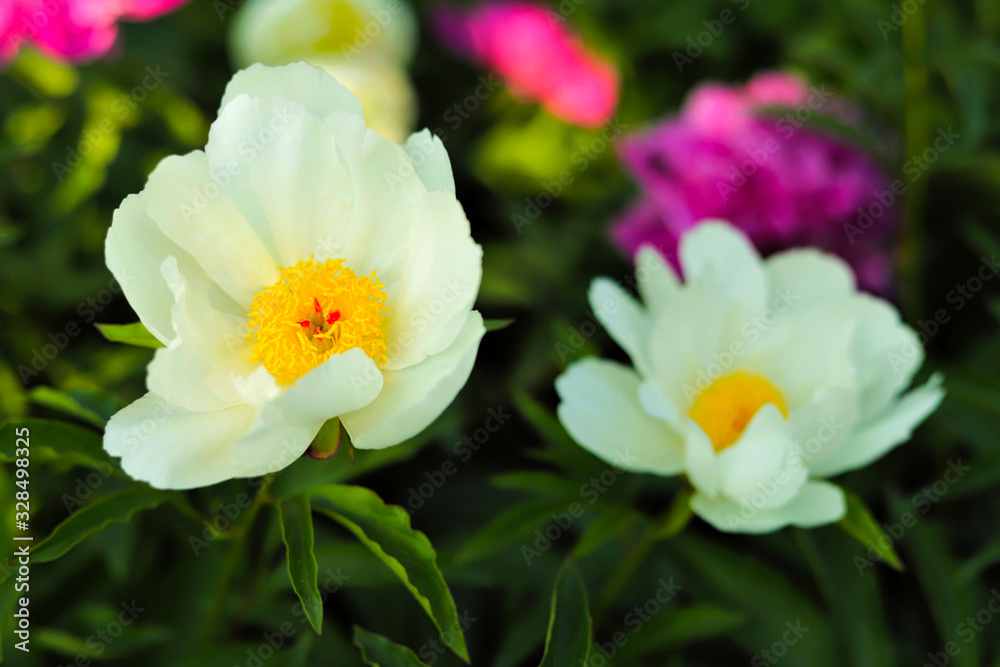 white flowers of a blooming peony in the garden on a background of green leaves close-up