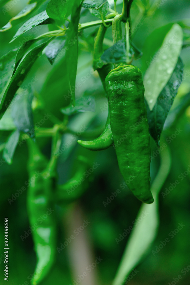 Green pepper plants in growth at vegetable garden Green pepper plants in growth at vegetable garden