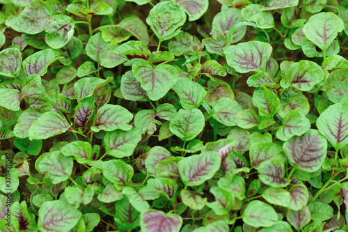 Tableau sur toile Edible amaranth grow in vegetable garden