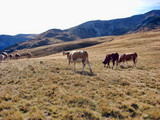 Herd of cows on the mountain