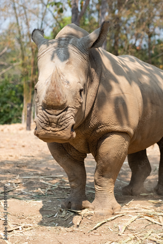 Obraz premium Rhinoceros