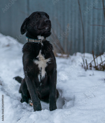 Alabai puppy in the snow