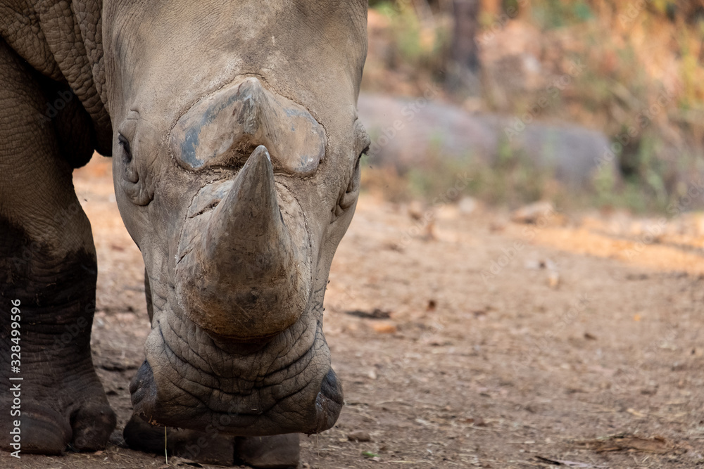 Obraz premium Rhinoceros