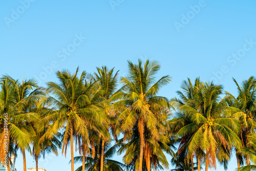 Wallpaper Mural Palm trees with coconut under blue sky Torontodigital.ca