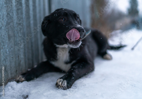 Alabai puppy in the snow
