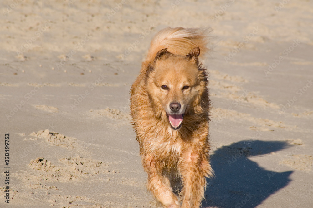 Golden Retriever rennt am Strand entlang Golden Retriever rennt am Strand entlang