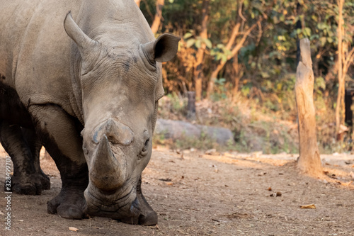 Rhinoceros © J.NATAYO