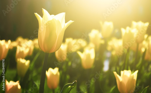 Yellow tulip flower bloom on background of blurry tulips flowers on tulips field.