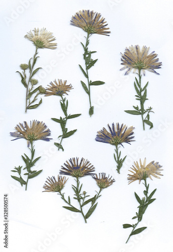 Wallpaper Mural various dried flowers and leaves arrangements Torontodigital.ca