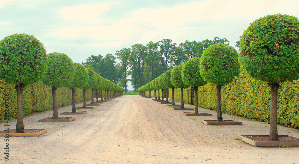 Green trees with hedge on background in ornamental garden Green trees with hedge on background in ornamental garden