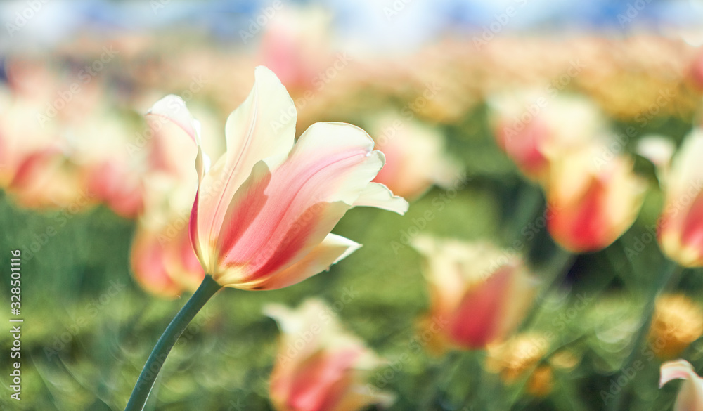 Red flower tulips flowering in tulips garden. Red flower tulips flowering in tulips garden.