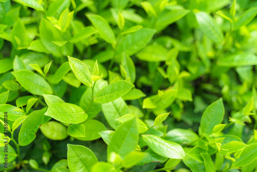 Fresh green tea leaves and buds in a tea plantation in morning Fresh green tea leaves and buds in a tea plantation in morning