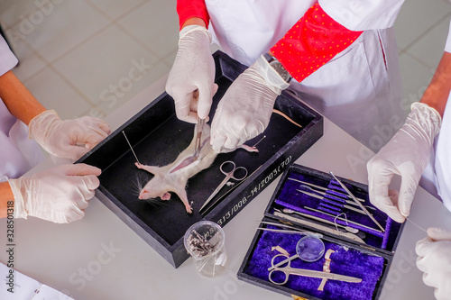 Malaysia - March 2, 2020: Surgeon perform vascular anastomosis on the rat lab. Students  tdo a practical session at university in Malaysia in laboratory rat. 