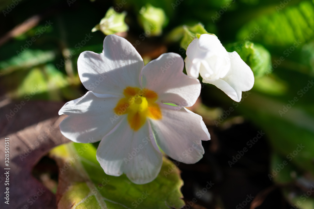 Common white primrose flower macro. Selective focus on petals edges and yellow orange flower centerpiece. Green blurred natural garden background with bright lite and shadows. Common white primrose flower macro. Selective focus on petals edges and yellow orange flower centerpiece. Green blurred natural garden background with bright lite and shadows.