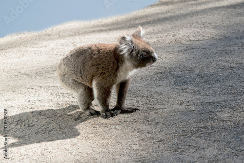 this is an Australian koala walking on the sand © susan flashman