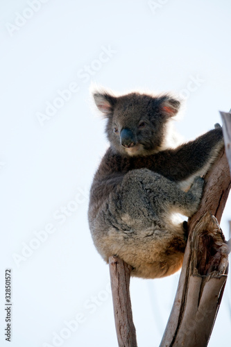 Fototapeta Naklejka Na Ścianę i Meble -  this is an Australian koala sitting in a tree