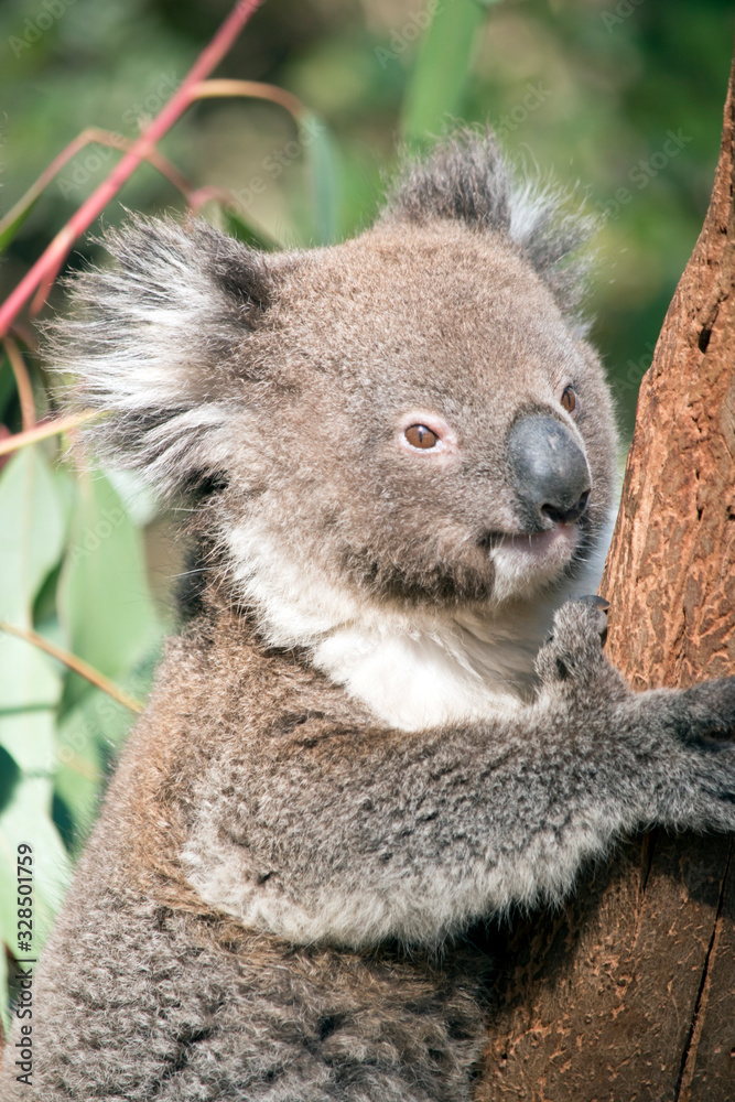 Fototapeta premium this is an Australian koala climbing a tree