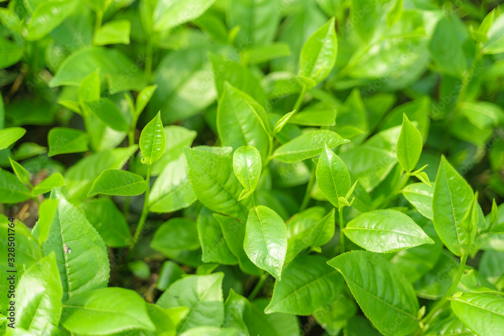 Fresh green tea leaves and buds in a tea plantation in morning Fresh green tea leaves and buds in a tea plantation in morning