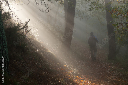Un haz de luz atraviesa un bosque brumoso en el Camino de Santiago Primitivo, mientras un peregrino se dirige hacia la localidad asturiana de Grandas de Salime