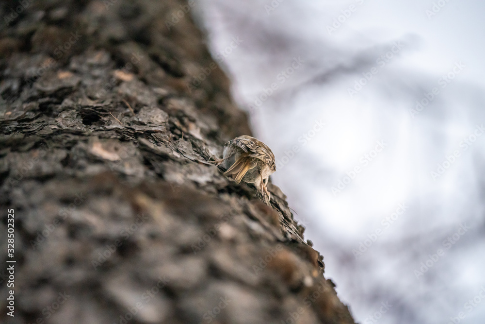 Fototapeta premium Poultry bird sits on a tree