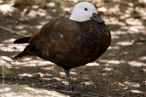 this is a side view of a paradise shelduck