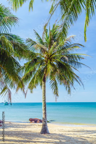 Sunny beach with palms sea.