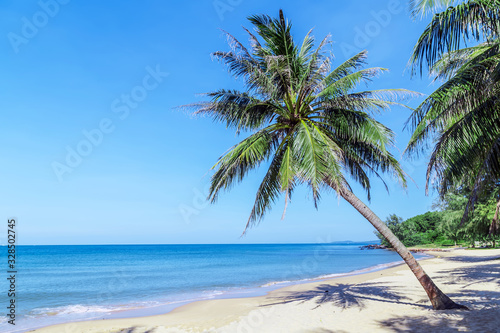 Fototapeta Naklejka Na Ścianę i Meble -  Palm Tilted tree leaves on blue sky in sand beach
