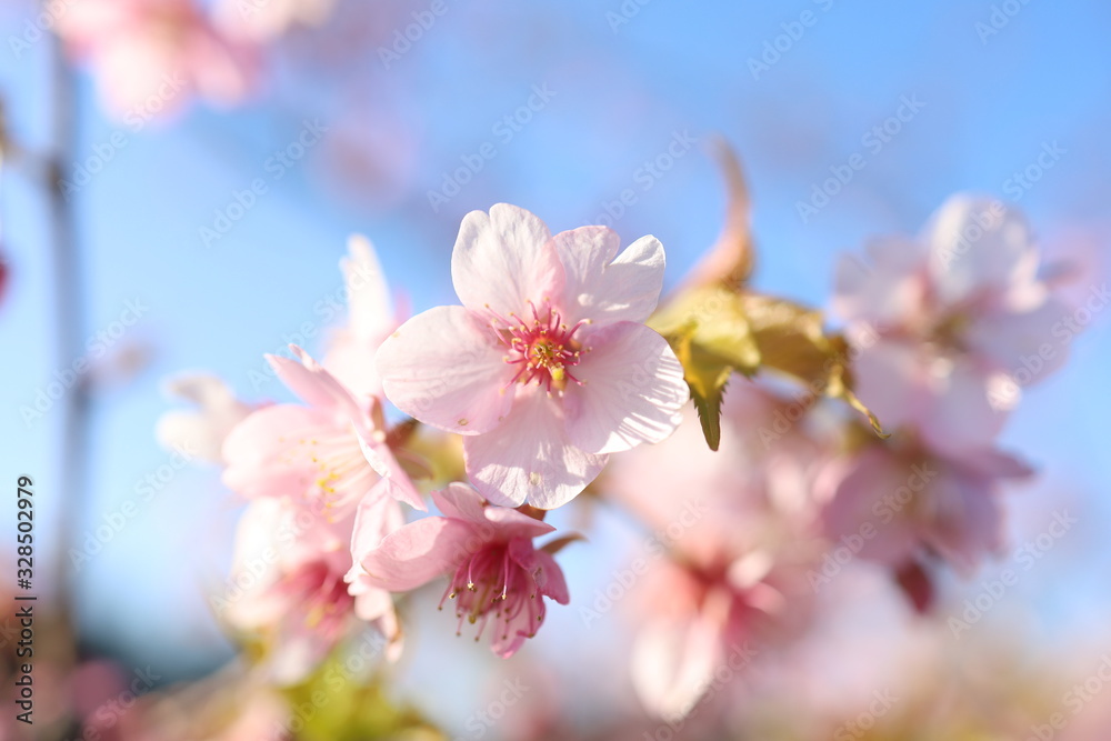 桜 桜