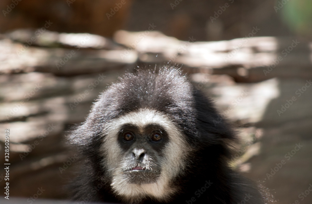 Fototapeta premium this is a close up of a white handed gibbon