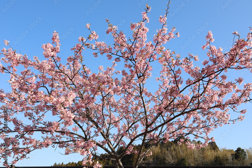 桜 桜