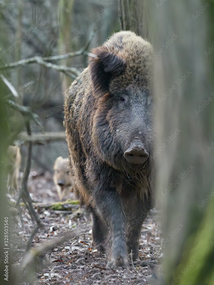 Wild boar family walking in forest in springtime (Sus scrofa). Wild boar family walking in forest in springtime (Sus scrofa).