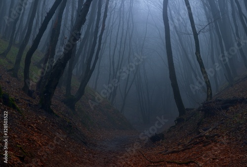 In foggy forest