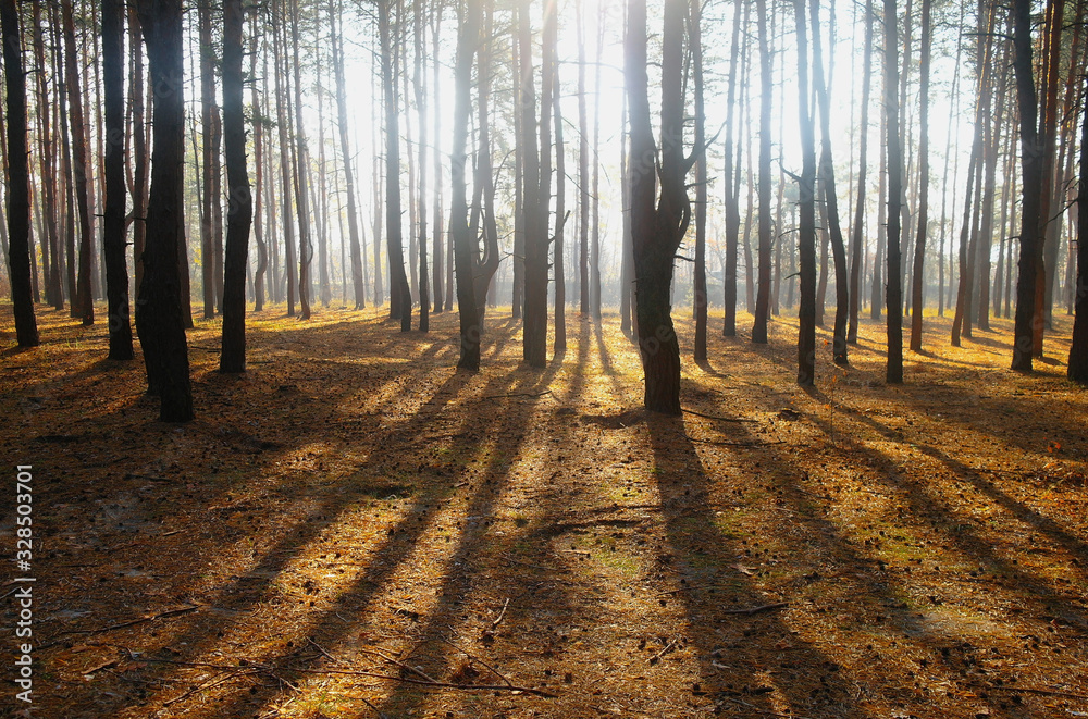 autumn forest with misty morning