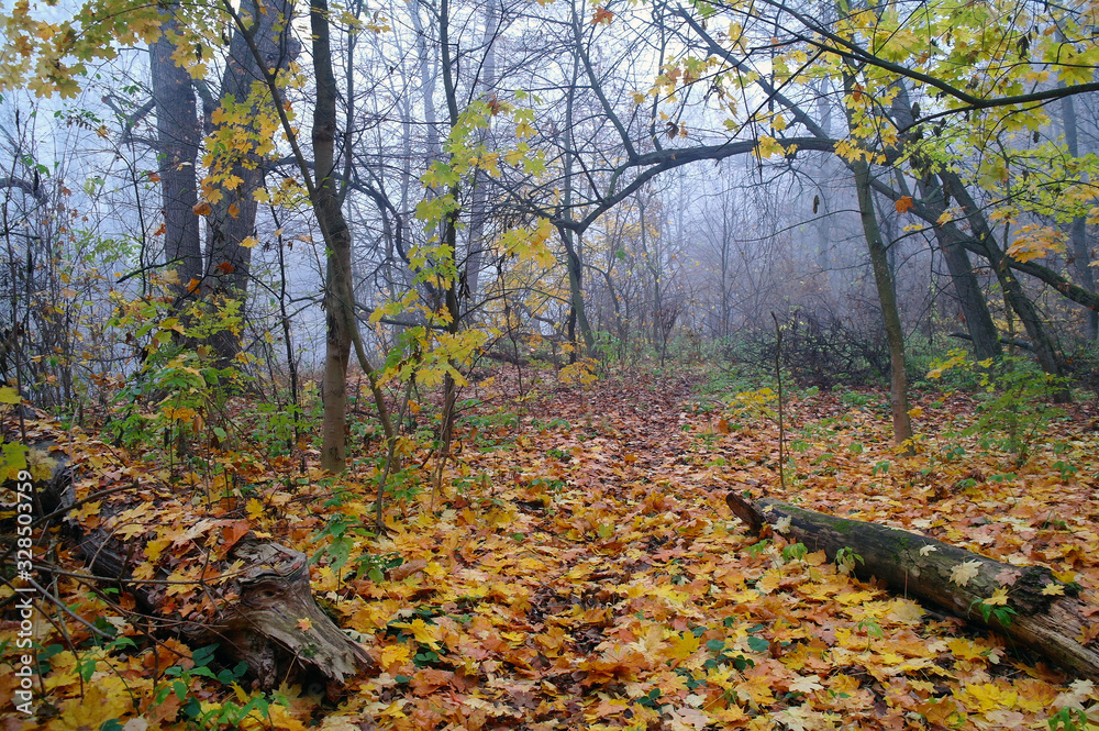 autumn forest with misty morning