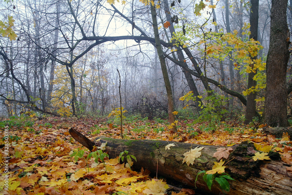 autumn forest with misty morning