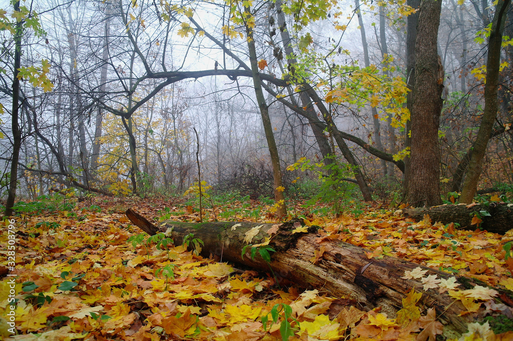 autumn forest with misty morning