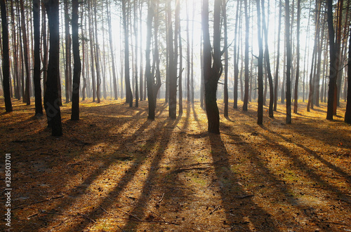 Obraz na płótnie autumn forest with misty morning w salonie