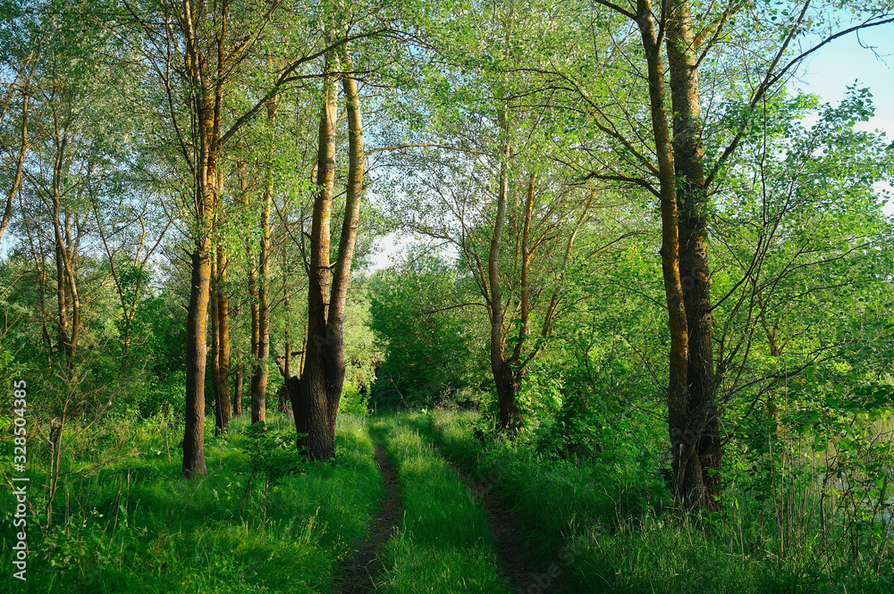 Spring Nature. Park with Green Grass and Trees.