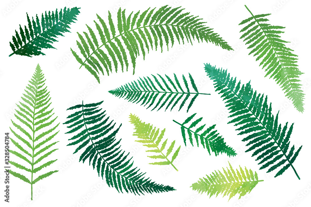 Fern green leaves, elements big set isolated. Basis graphics on white background