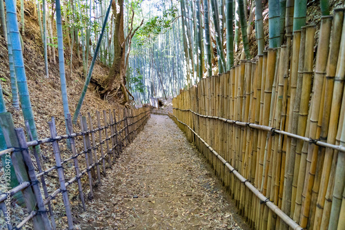 Fototapeta Naklejka Na Ścianę i Meble -  Footpath through into a bamboo forest in Chiba prefecture, JAPAN.