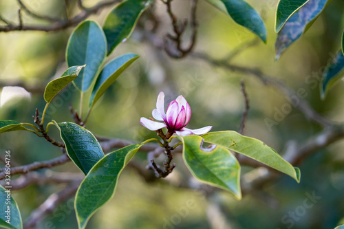 Flower of magnolia - Michelia compressa - is bloom in countryside of Nagasaki prefecture, JAPAN.